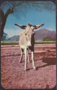 Donkey,Desert Canary
