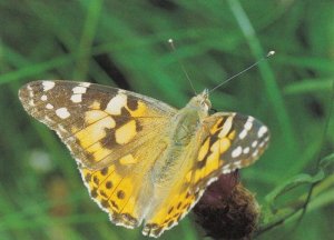 Vanessa Cardui Butterfly Butterflies Postcard