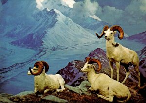 Dall Sheep Hall Of North American Mammals American Museum Of Natural History ...