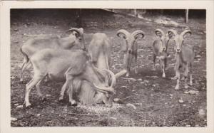 New York Catskill Hoofed Animals At Catskill Game Farm Photo