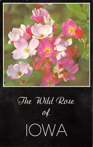 Wild Rose State Flower, Iowa