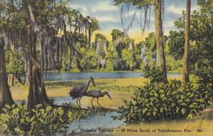 LP73   Wakulla Springs, South of Tallahassee, Florida, FL, 