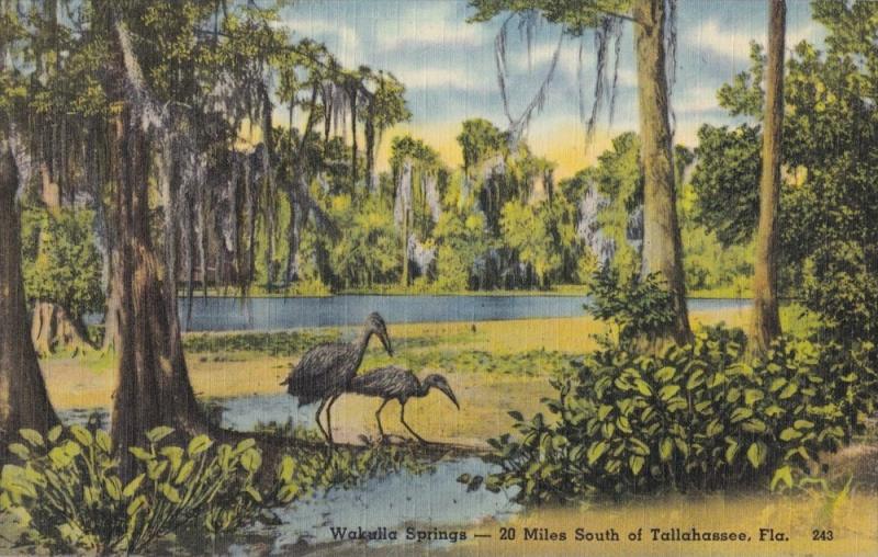 LP73   Wakulla Springs, South of Tallahassee, Florida, FL, 