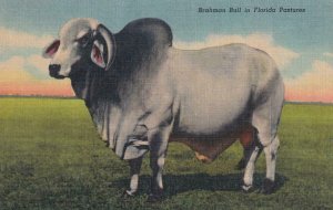 PPC: Brahman Bull in Florida Pasture (Linen), Mint (PC434)