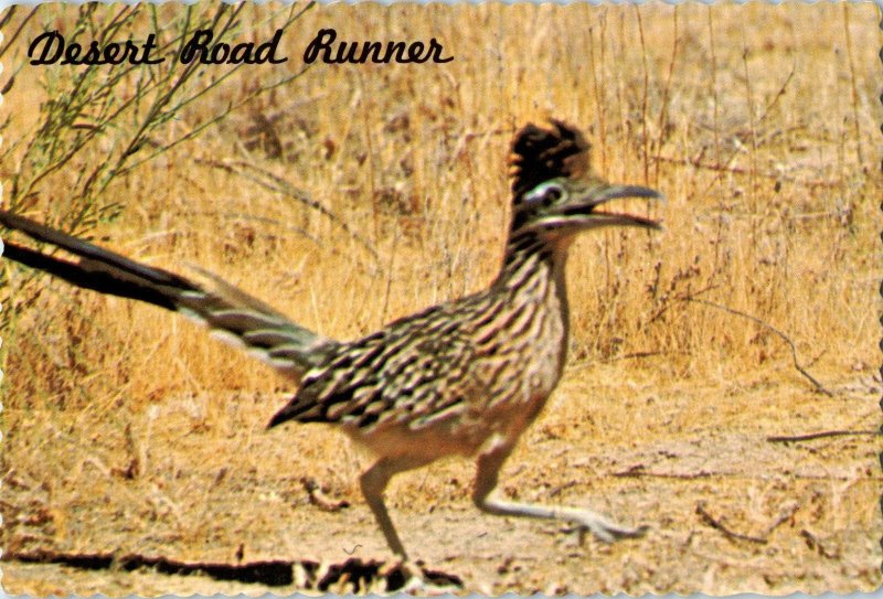 The Road Runner New Mexico State Bird Postcard