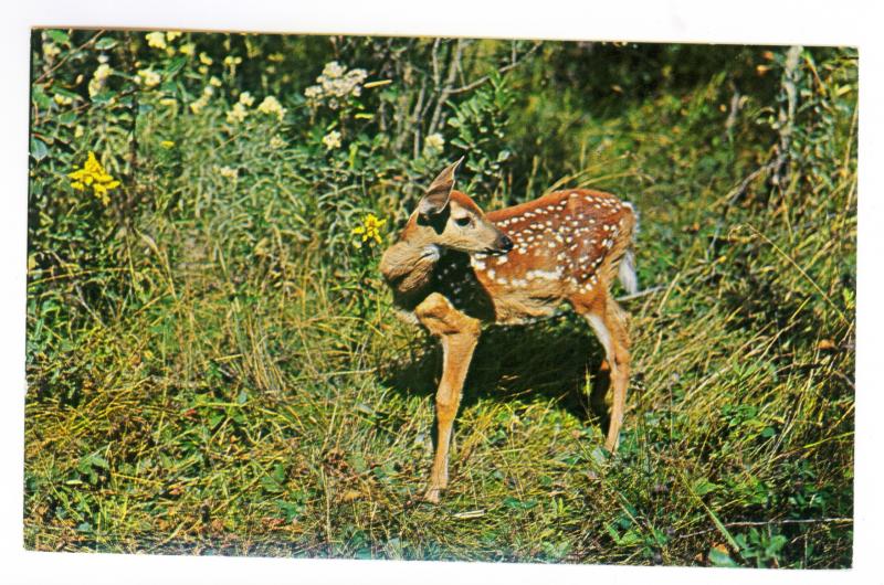 Grayling to Sandusky, Michigan 1965 Chrome Postcard, Deer Fawn