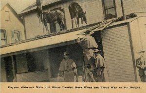 c1913 Postcard; Dayton OH Horse & Mule Stranded on Roof by Great Flood, Unposted