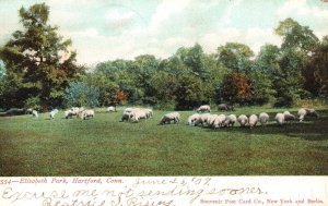 Vintage Postcard Sheep In Elizabeth Park Hartford Connecticut Souvenir Postcard