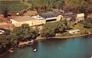 Hammondsport New York~Gold Sea Vineyards along Lake Keuka~1960s Postcard