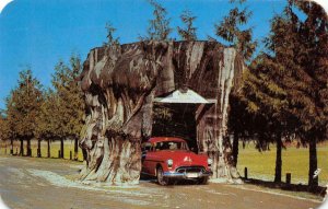 Cedar Stump Highway 99 Washington Drive-Thru Tree Roadside 1950s Postcard