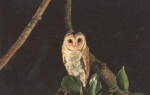 Singapore Barn Owl Bird At Night Postcard