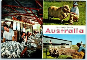 M-36827 Greetings from Australia Sheep Shearing