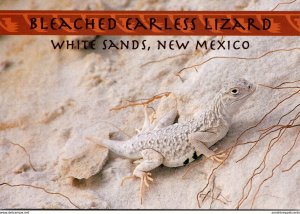 New Mmexico White Saands National Monument Bleached Earless Lizard