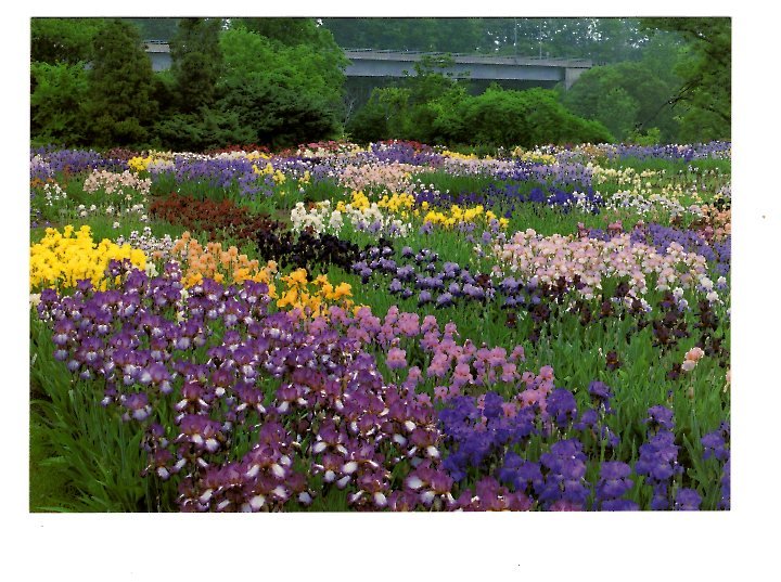 Royal Botanical Gardens, Iris, Hamilton, Ontario Large 5X7 Postcard