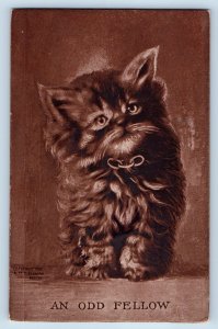 Artist Signed Postcard Cute Cat Kitten Brown Haired An Odd Fellow Hot Springs AR