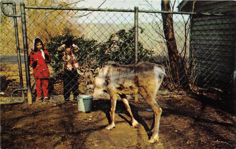 Washington DC 1960s Postcard Baby Caribou National Zoological Park ZOO