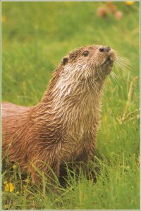 Animals. Otter Modern English artistic photo postcard. Size 15 x 10 cms.