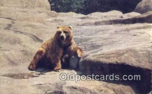 Chicago Zoo Brookfield, Ill Bear Unused 