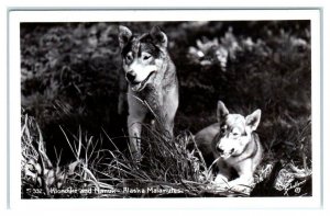 RPPC ALASKA ~ Malamute Sled Dogs KLONDIKE & NANUK  c1940s Schallerer  Postcard