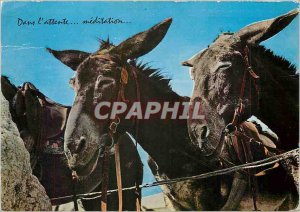 Modern Postcard Our Beautiful Pyrenees Anes des Pyrenees