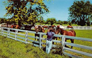 Bluegrass horse farm Thoroughbred horses Lexington Kentucky  