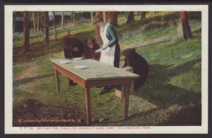 Setting the Table For Bears,Yellowstone Postcard