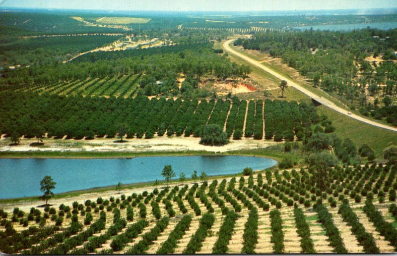 Florida Typical Orange Groves Seen Fron Citrus Tower Ower Clermont