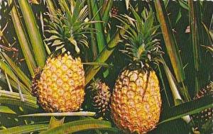 Hawaii Hawaiian Pineapple