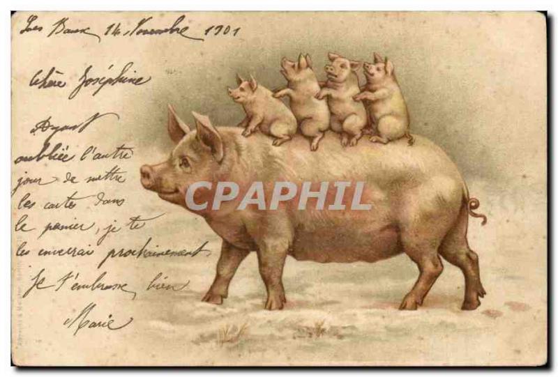 Postcard Old Pig Pig