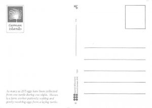 Egg Laying Cayman Turtle Farm Grand Cayman Islands Unused 