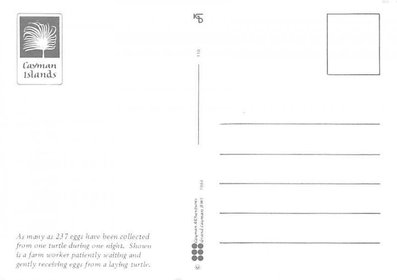 Egg Laying Cayman Turtle Farm Grand Cayman Islands Unused 