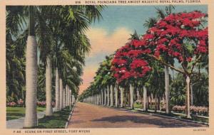 Florida Fort Myers Royal Poinciana Trees & Royal Palms On First Street Curteich