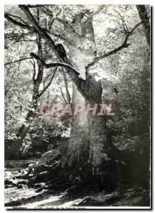 Postcard Modern Foret Provence Sainte Baume