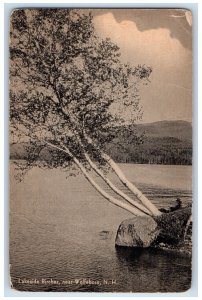 c1940s Lakeside Birches Near Wolfeboro New Hampshire NH Unposted Trees Postcard