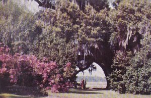 Great Oak 37  1/2 Feet In Circumference With View Of Ashley River Middleton G...