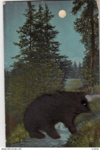 Attached Fur Bear , 1907