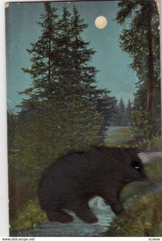 Attached Fur Bear , 1907