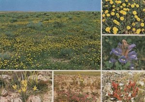 Desert Flowers Of Saudi Arabia Rumex Vesicarius Pipris Babylonica Postcard