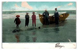 1908 Landing A Monster Sturgeon, Holly Beach, NJ Postcard