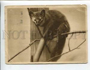 3162360 Russia MOSCOW ZOO Sable Vintage ADVERTISING PC
