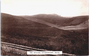 South Africa Tea Estates Stewartstown Natal Vintage RPPC C200