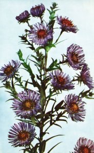 Vintage Postcard Aster Novae-Angliae Linn. Purple Flowers Violetta New England