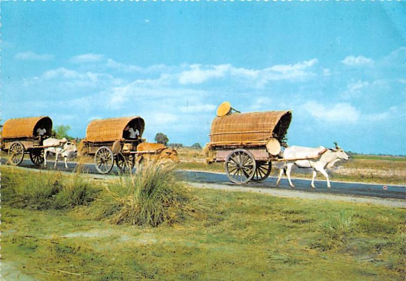 Bull Carts - Philippines