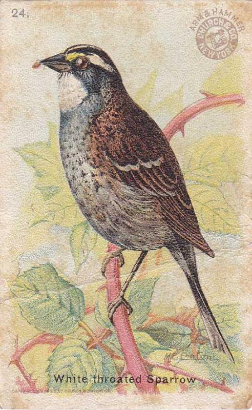 Arm & Hammer Trade Card - White-throated Sparrow - Useful Birds 1915