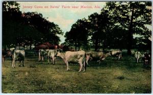 MARION, Alabama  AL   Jersey Cows on BATES FARM  ca 1910s  Postcard