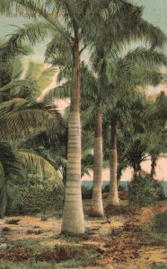 Vintage Postcard Royal Palm Tree Scenic Picturesque View Of Nature J. N. Chamber