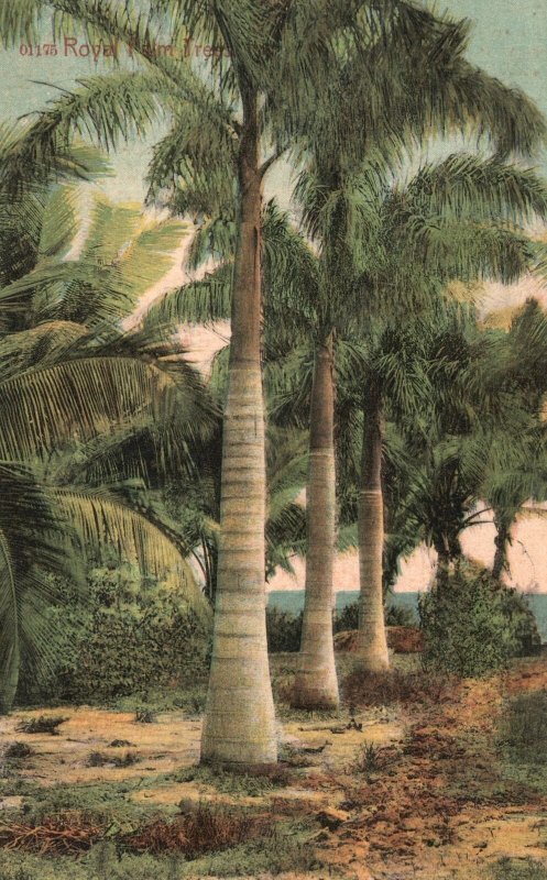 Vintage Postcard Royal Palm Tree Scenic Picturesque View Of Nature J. N. Chamber