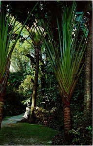 Travelers Tree Sunken Gardens St Petersburg Florida Fl Vintage Unposted Postcard