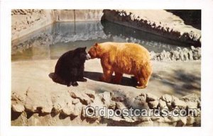 American Black & Cinnamon Bear San Diego Zoo Writing on back 