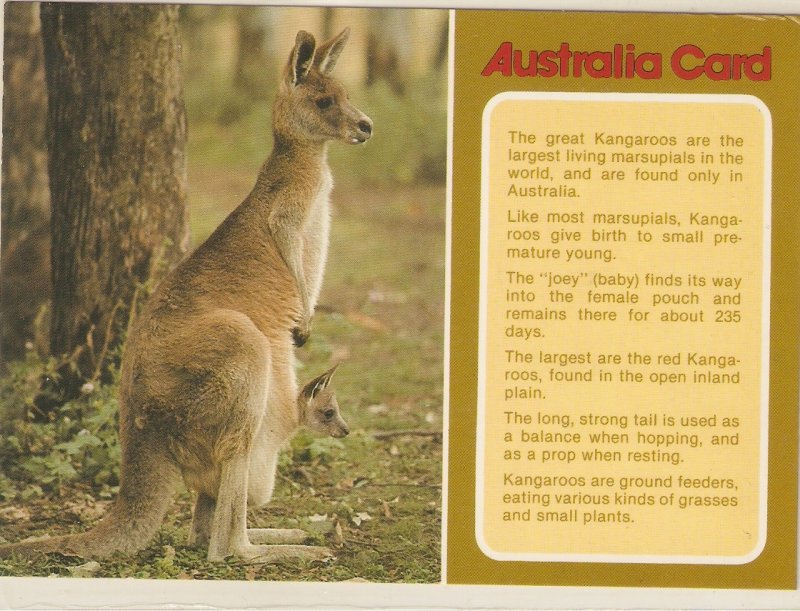 Animal. The Kangaroo  Nice Australia postcard. Continental size